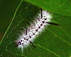 hickory_tussock.jpg